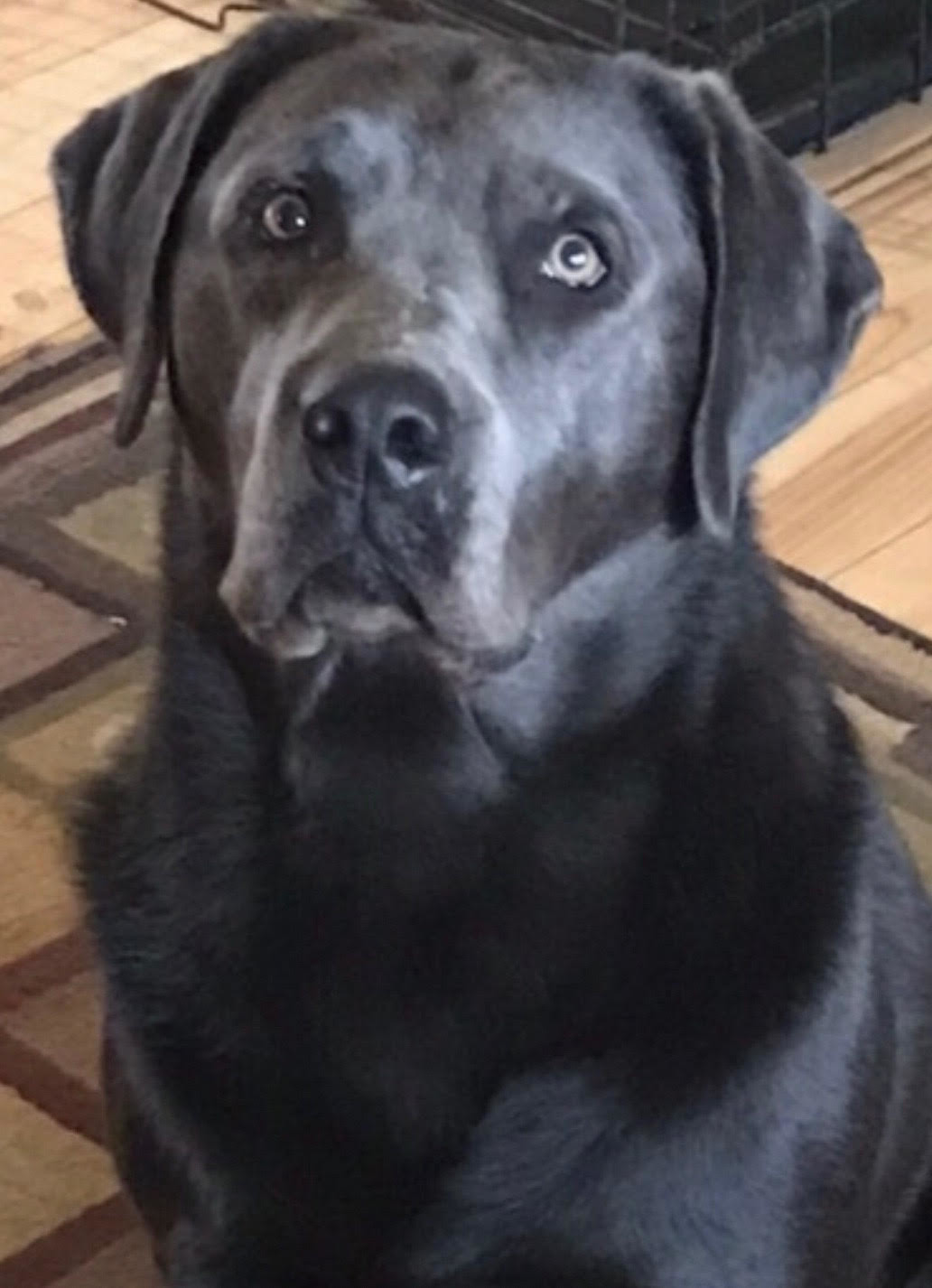 eli pedigree